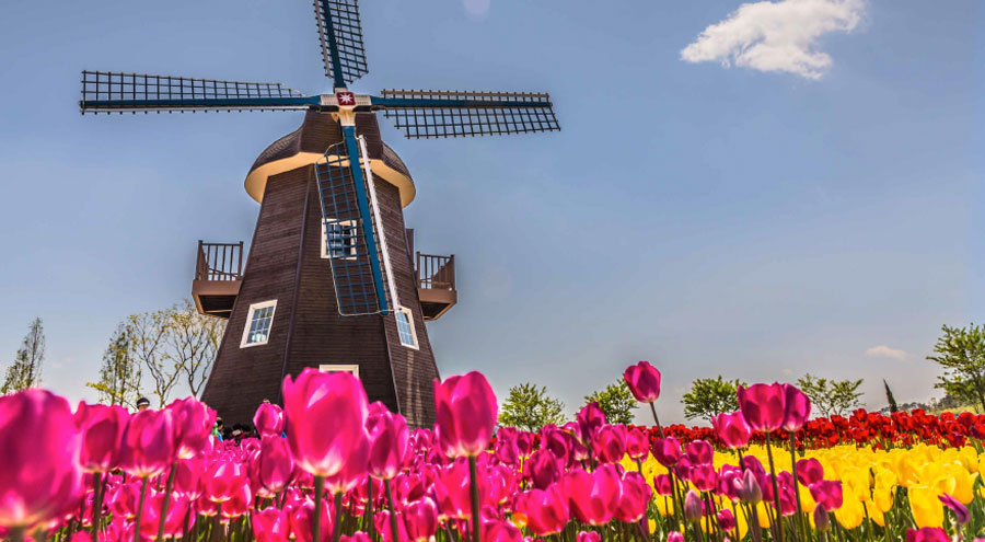 Holland windmill in a field of pink tulips