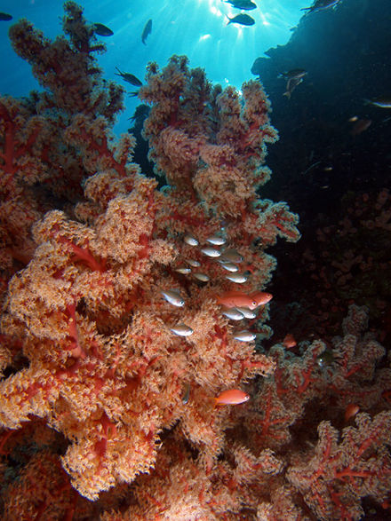 Coral reef in East Timor