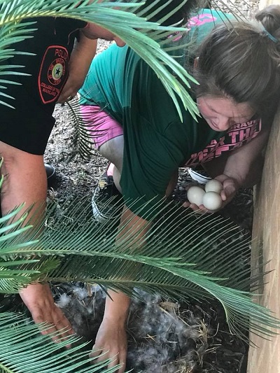 Duck Eggs Relocated From Around Student Center